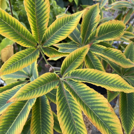 Aesculus neglecta autumn fire