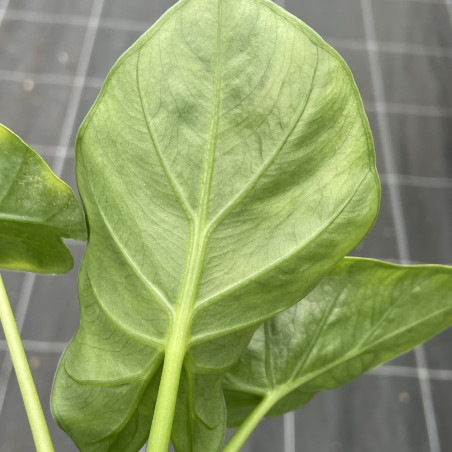 Alocasia Borneo king