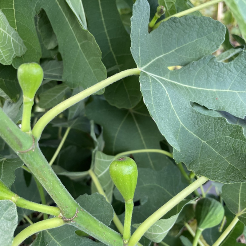 Ficus carica gustissimo® Morena Ficus carica gustissimo® Morena