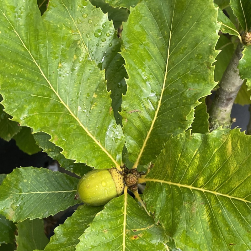 Quercus pontica