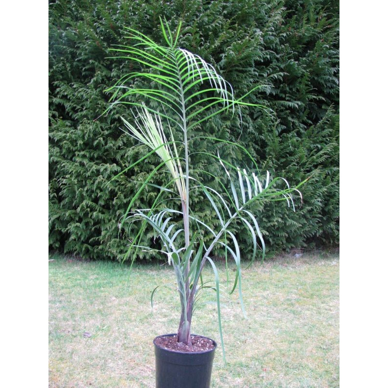 Dypsis decaryi 7 l