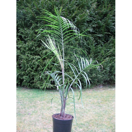 Dypsis decaryi