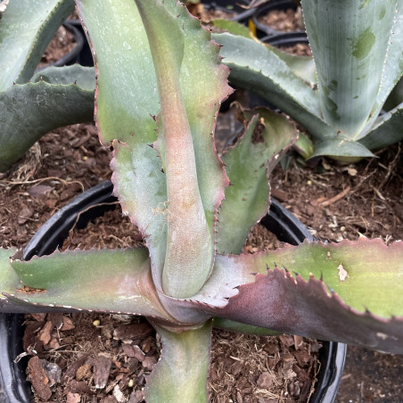 Agave valenciana