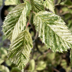 Carpinus betulus foliis variegata