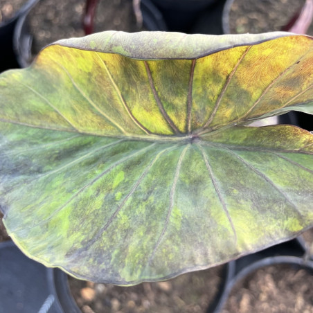 Colocasia black marble