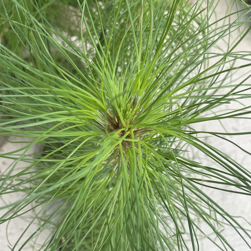 Pinus patula