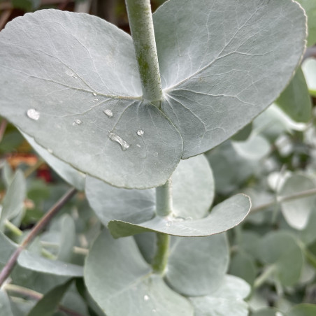 Eucalyptus cinerea