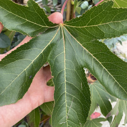 Liquidambar Oakville highlight®