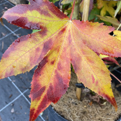 Liquidambar Oakville highlight®