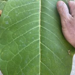 Magnolia obovata, hypoleuca