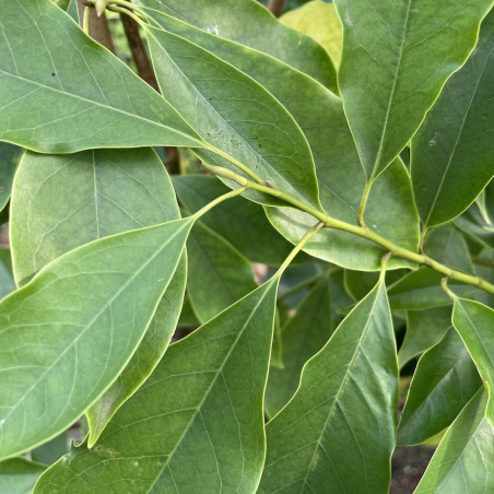 Magnolia chapensis