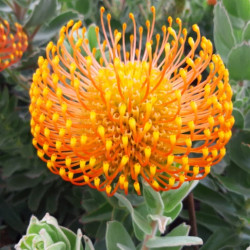 Leucospermum Ayoba® orange zest