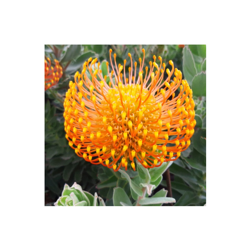 Leucospermum Ayoba® orange zest