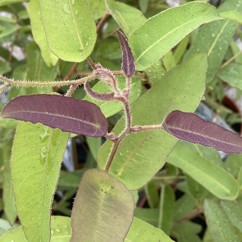 Corymbia citriodora