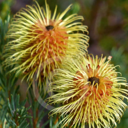 Banksia pulchella