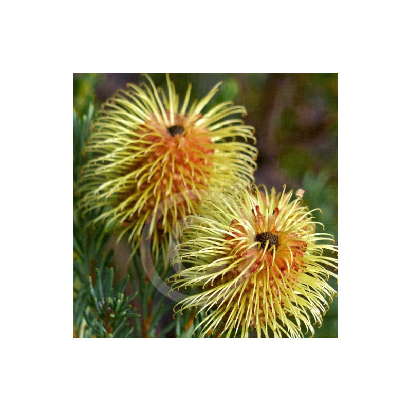 Banksia pulchella