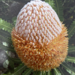 Banksia burdettii