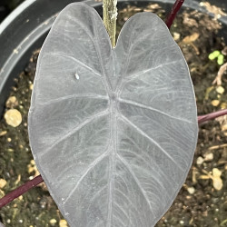 Colocasia phantom