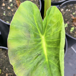 Colocasia light pillar