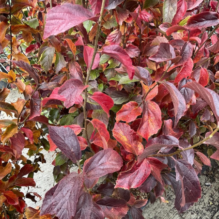 Parrotia Persian spire®