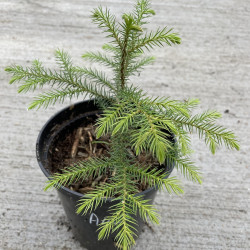 Araucaria columnaris