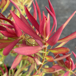 Leucadendron cheeky