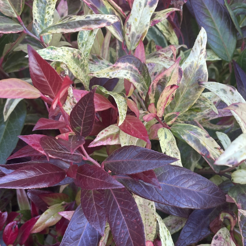 Leucothoe color diamond®