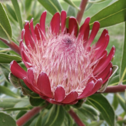 Protea x pink ice