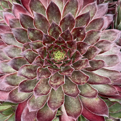 Sempervivum butterscotch baby®