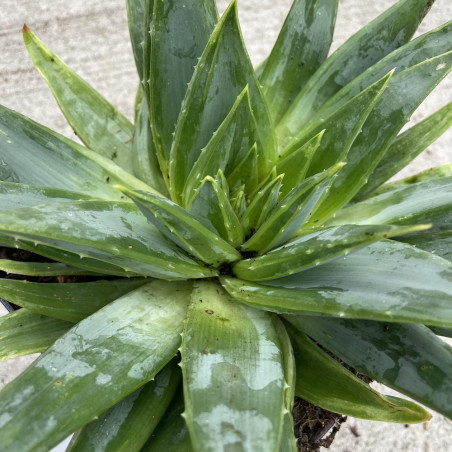 Aloe polyphylla swirl