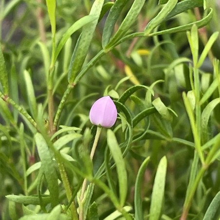 Boronia pinnata