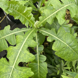 Sonchus arborescens