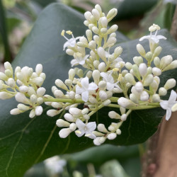 Syringa pekinensis China snow