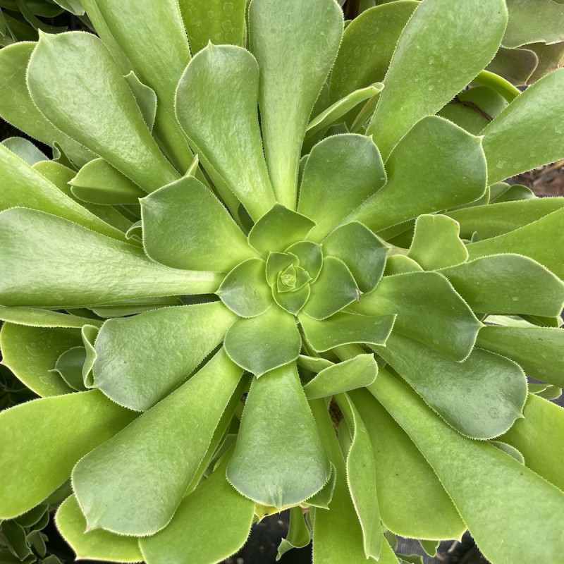 Aeonium blushing beauty