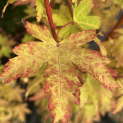 Acer palmatum red wood