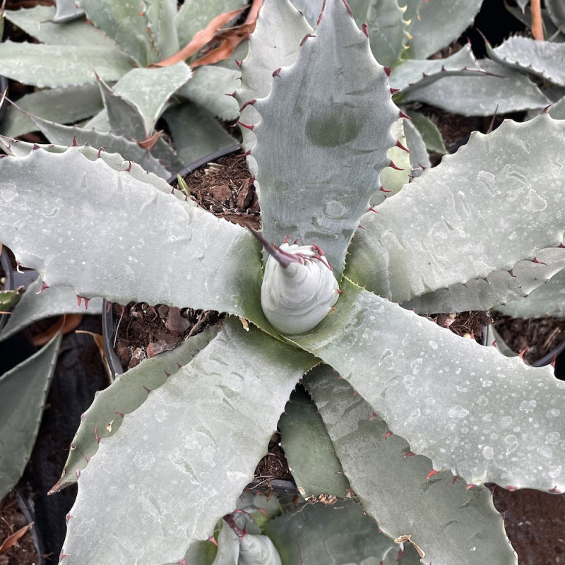 Agave applanata