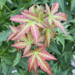 Acer Wilson's pink dwarf