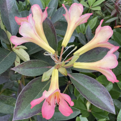 Rhododendron vireya...