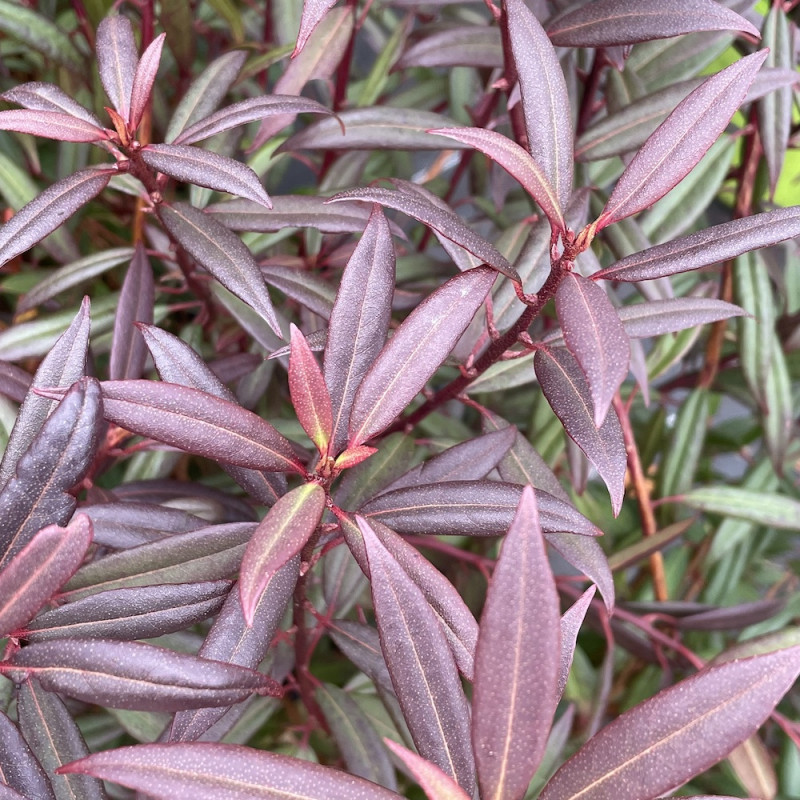 Rhododendron lutescens