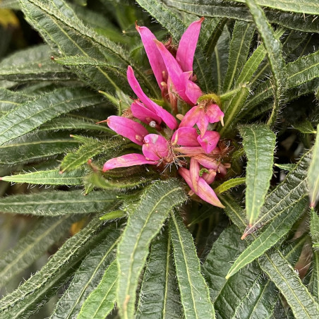 Rhododendron linearifolium