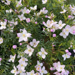 Boronia anemonifolia