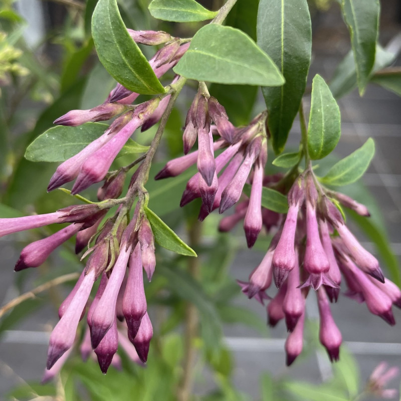 Cestrum Cretan purple