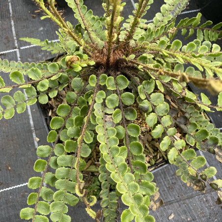 Blechnum fluviatile