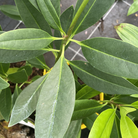 Illicium oligandrum