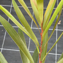 Hakea archaeoides
