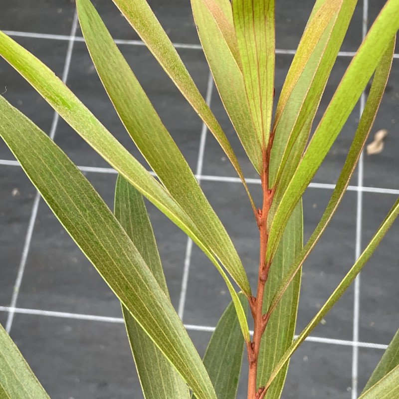 Hakea archaeoides