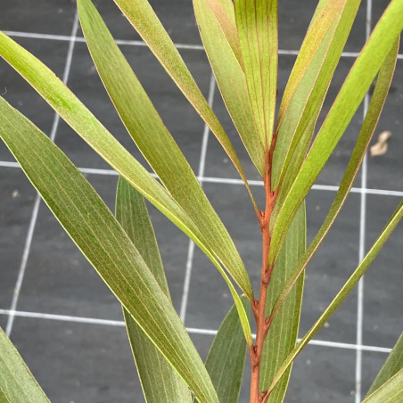 Hakea archaeoides