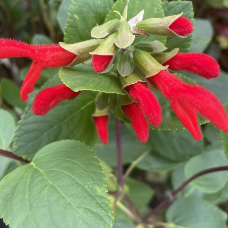 Salvia benthamiana