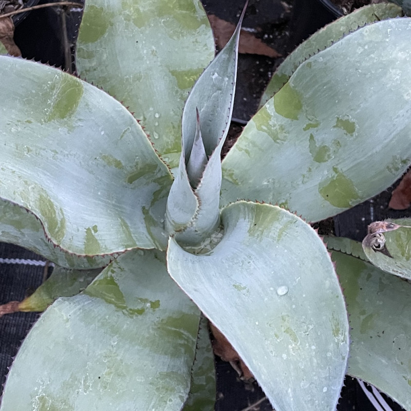 Agave gypsicola Agave gypsicola