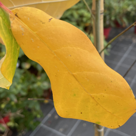 Nyssa sylvatica autumn cascades